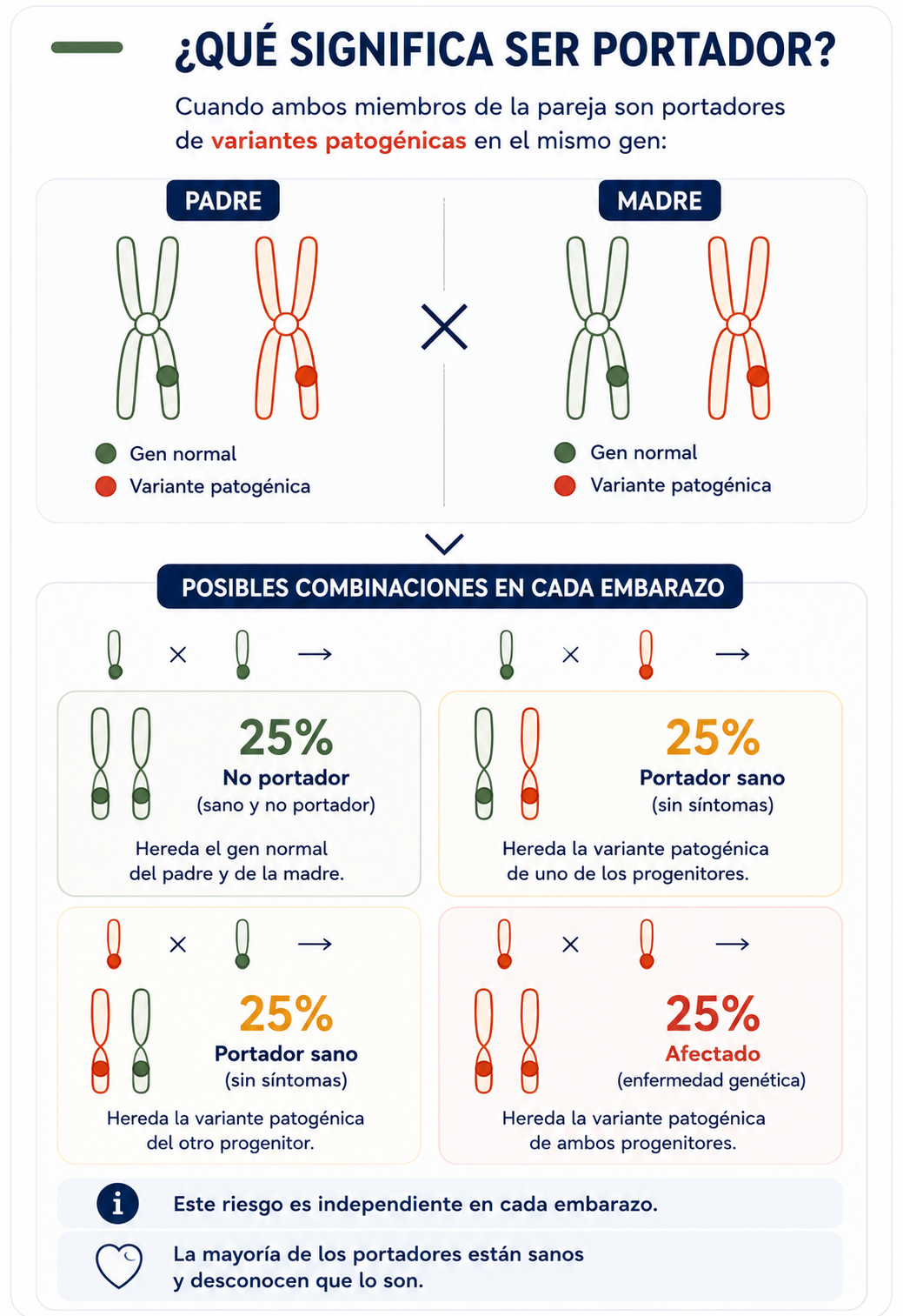 Qué significa ser portador: posibles combinaciones genéticas en cada embarazo