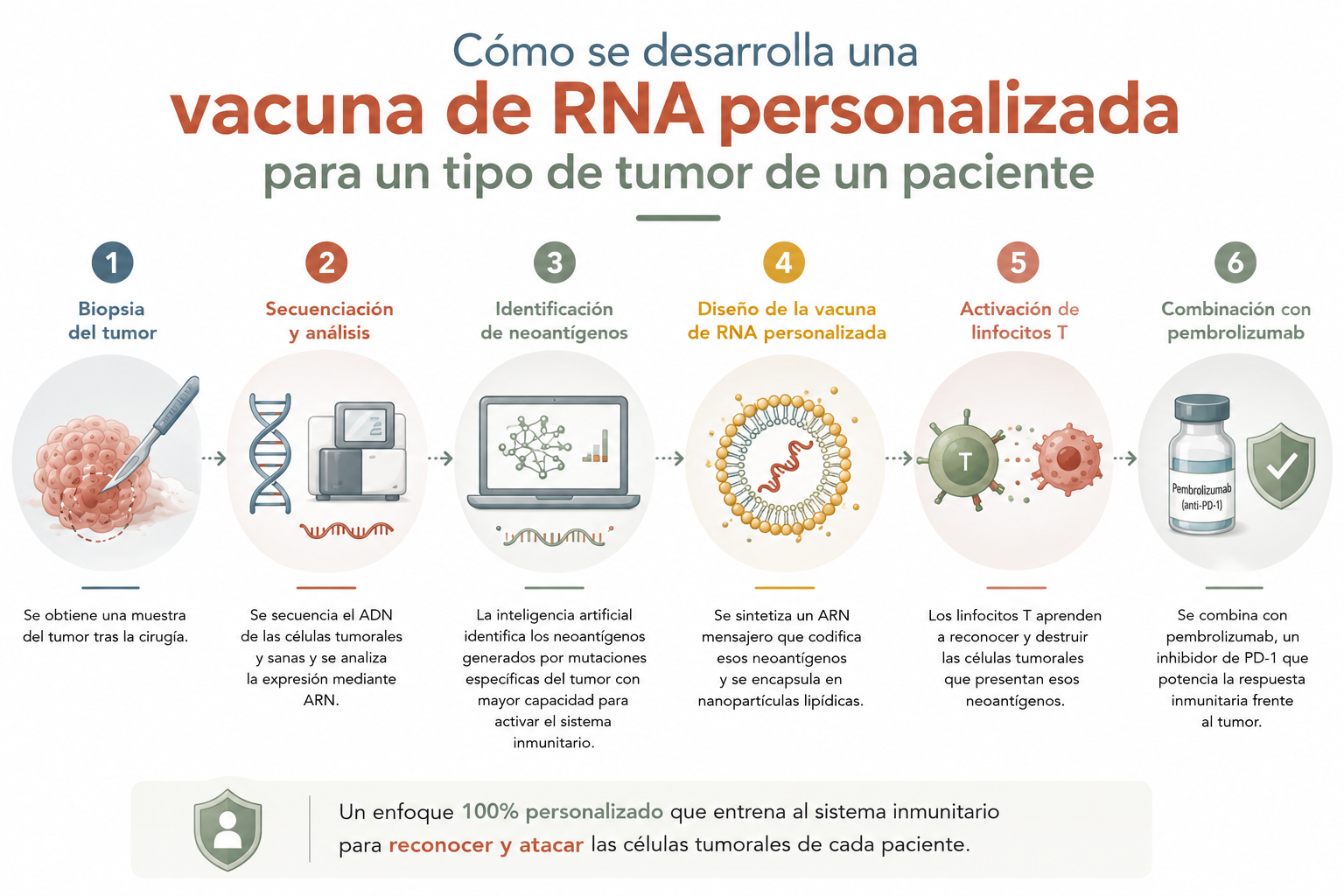 Cómo se desarrolla una vacuna de ARN personalizada para el tumor de un paciente, en seis pasos: biopsia del tumor, secuenciación y análisis, identificación de neoantígenos, diseño de la vacuna de ARN, activación de linfocitos T y combinación con pembrolizumab.